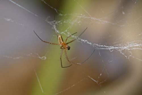 Nephila sp.